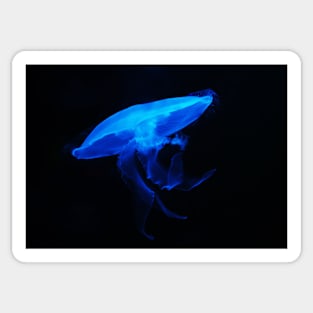 JELLYFISH LOOKS LIKE A UFO DESIGN Sticker